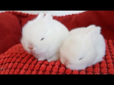 cute white baby rabbits