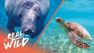 A Deep Sea Dive With Turtles And Manatees | 1000 Days For The Planet | Real Wild