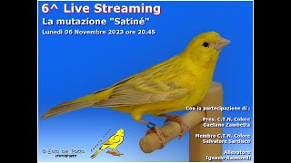 Canary Team - 6^ Live Streaming - La mutazione &quot;Satiné&quot;
