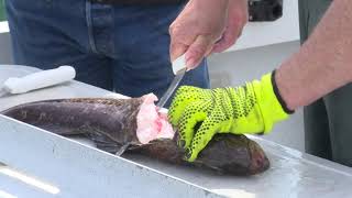 Oregon Outdoors:  Brookings Lingcod by John Stoeckl 38 views 1 month ago 22 minutes