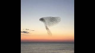A Sunset Murmuration Of Starlings By Kate Rowland