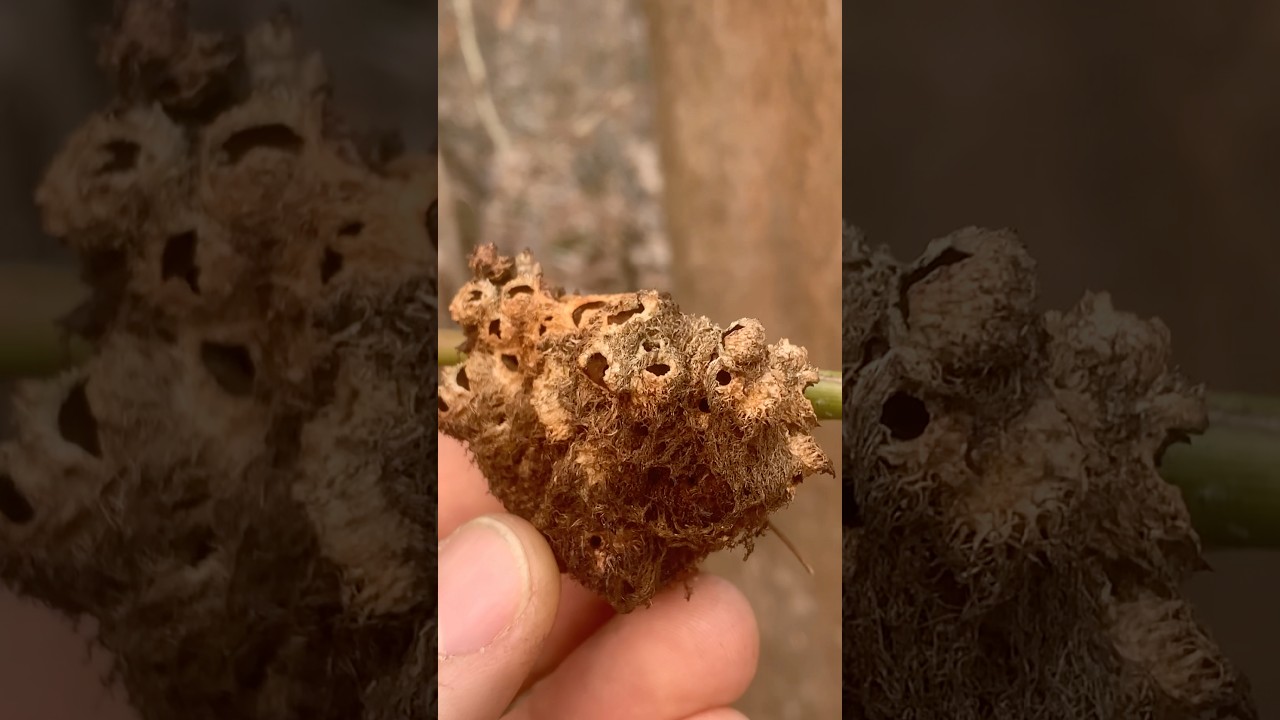 Ist das ein Nest der Rosengallwespe? 