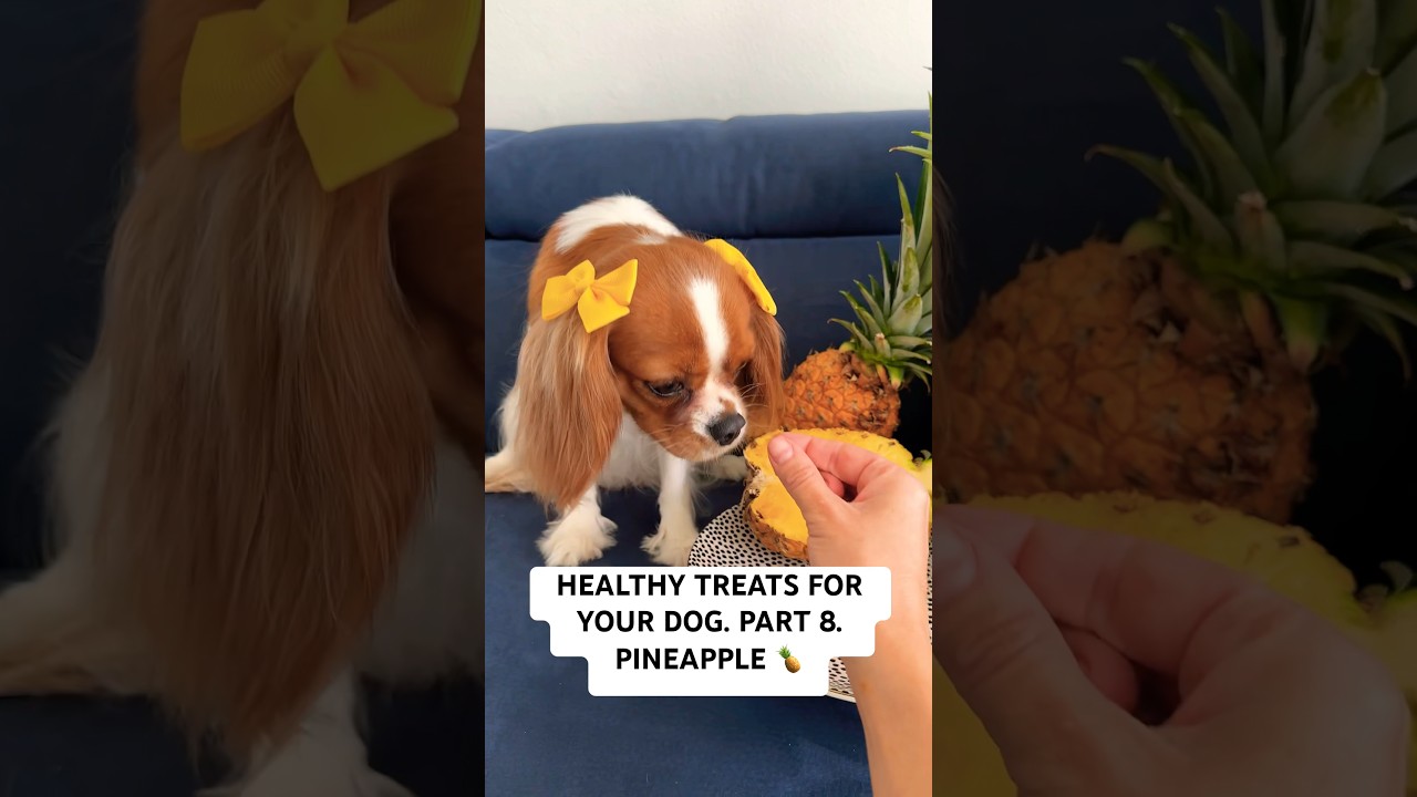 Healthy treats for your dog 🐶🍍🐾 cavalier healthydogtreats dogtreats