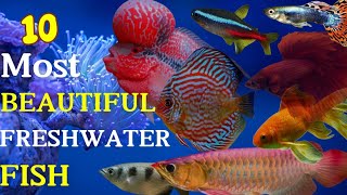 Top 10 most beautiful freshwater fish