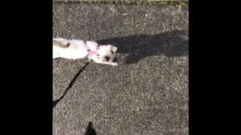 Watch the video about Lialli the Adventure Cat Walks On a Leash!