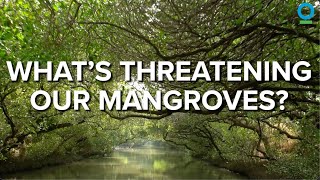 What's Threatening Our Mangroves? by Conservation International 1,082 views 8 months ago 5 minutes, 58 seconds