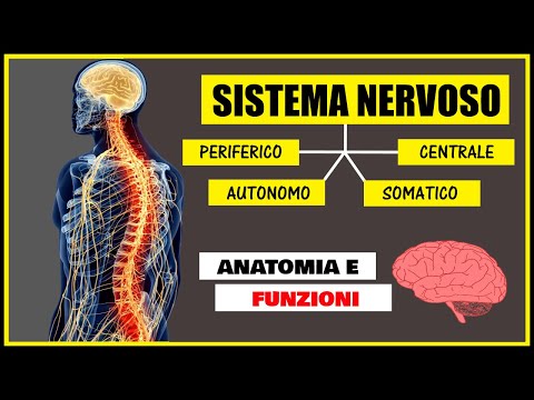 Sistema nervoso: Cos&rsquo;è e come funziona? Riassunto e spiegazione semplice - Corpo Umano