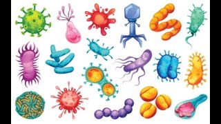 Optimizing Gut Microbiome for Health and Longevity