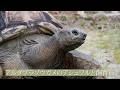 【東山動植物園公式】アルダブラゾウガメと飼育員《 アルダブラゾウガメ　ゾウガメ　カメ　爬虫類 》