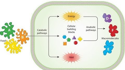 Metabolism: Anabolism and Catabolism