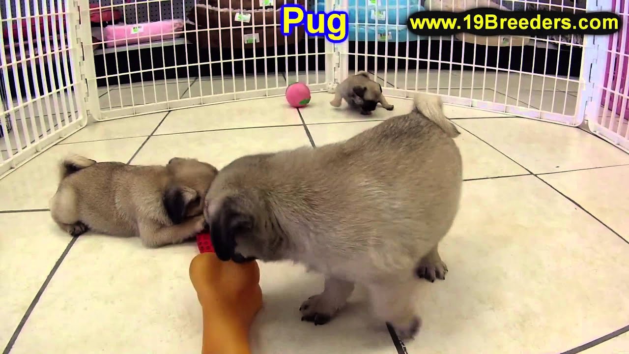 Cute Pug Puppies For Sale In Nj