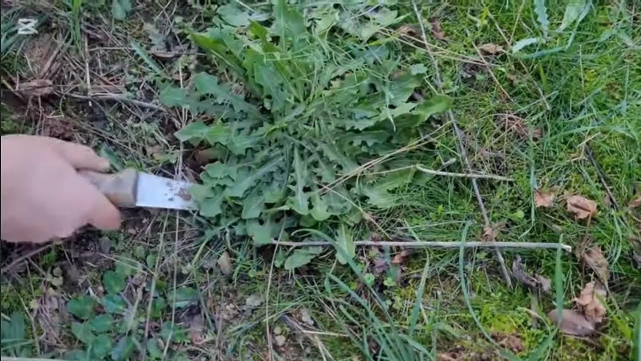 BU OTLARI NERDE GÖRÜRSENİZ TOPLAYIN ,OT SEZONUNU AÇTIK😊#devetabanı#acıgüneyk#köy#orman#mantar#