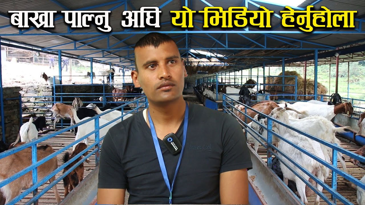 बाख्रा पाल्नु अघि यो भिडियो अवस्य हेर्नु होला - Watch this video before start goat rearing
