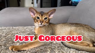 About Abyssinian cats