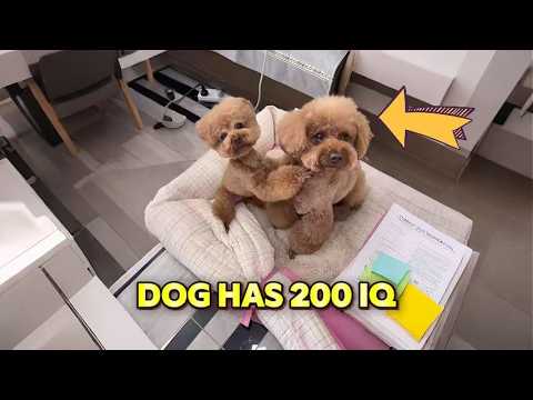 Funny dogs