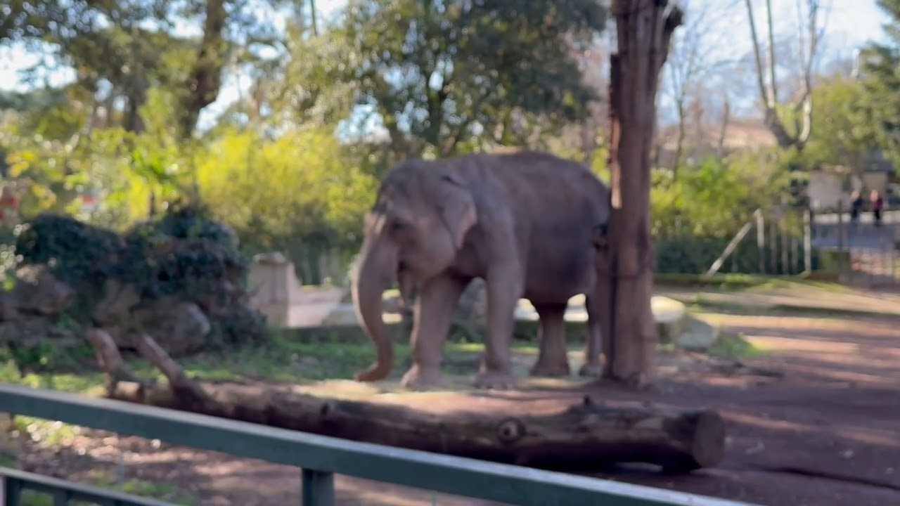 Bioparco di Roma. Fenicotteri ed Elefanti