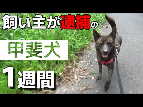 飼い主が逮捕された甲斐犬が来て１週間