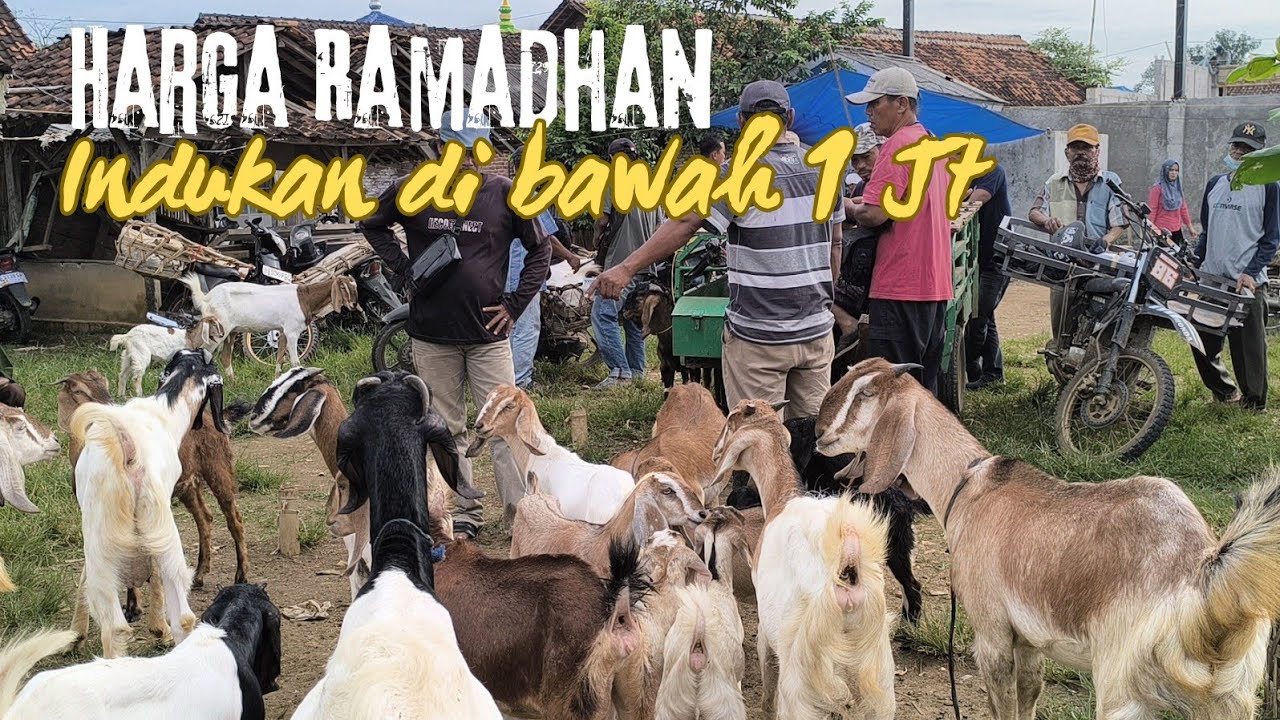 HARGA KAMBING ANJLOK PARAH DI AWAL RAMADHAN! Peternak Menjerit, Pedagang Jual Murah Banget 😢🐐