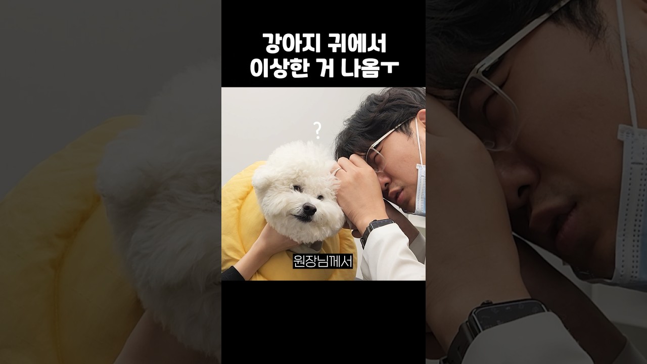 이게 뭐야? 강아지 산책 중 큰일 날 뻔했습니다