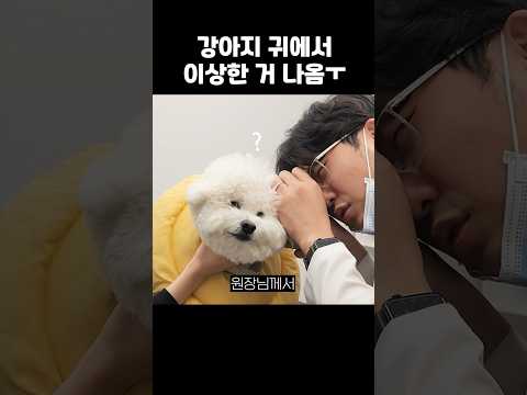 이게 뭐야? 강아지 산책 중 큰일 날 뻔했습니다