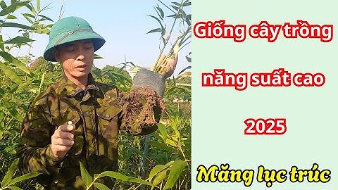 Bí quyết để có cây tre lục trúc sức sống khỏe là từ khâu chọn giống các bác ạ