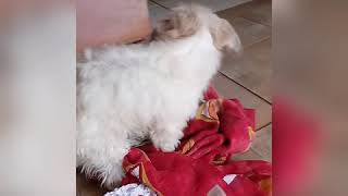 A Mais Nova Dançarina Do Funk