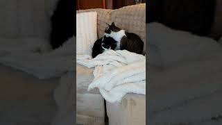Fluffy and Mickey Pre Bedtime Grooming Routine by weliveinspired 72 views 6 years ago 1 minute, 7 seconds