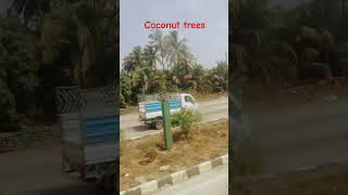 coconut tree 🌴 farm in diu #youtubeshorts #viralvideo #nature