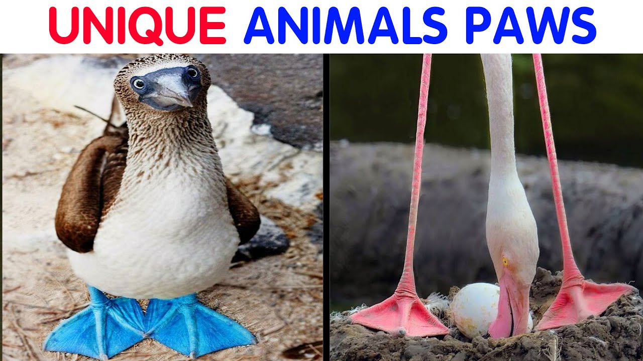 The Most Unique Feet Among The Animal Kingdom