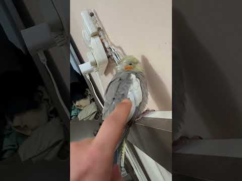 كوكتيل مريض حاولت اعالجه بس للاسف 