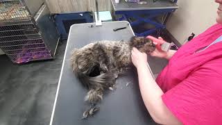 Grooming a Matted Kitty by Grooming with Lauren 13,912 views 4 years ago 28 minutes