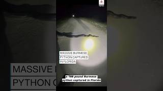 A 198-pound Burmese python captured in Florida isreportedly the second heaviest ever caught #usnews