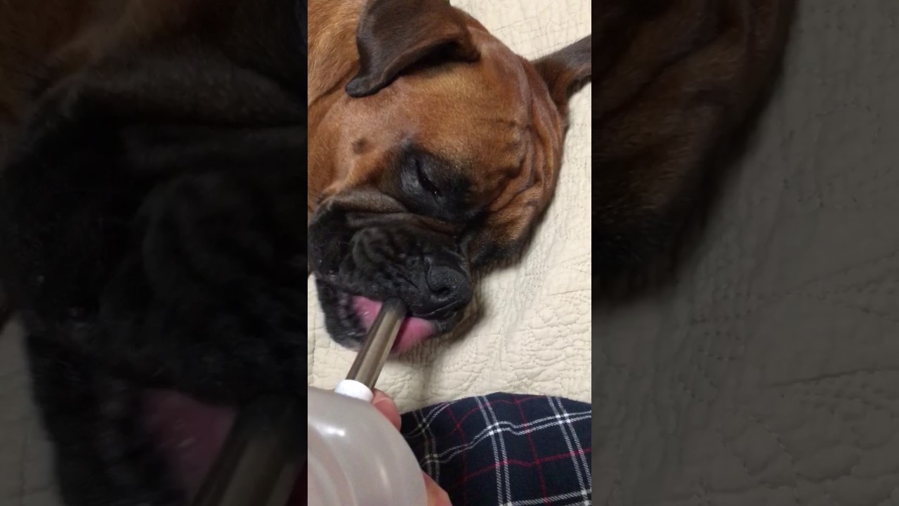 Henry loves his water bottle