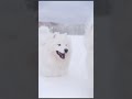 🐾Samoyed and snowman♥️ #cute #animals
