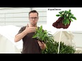 Dmarrez bien avec les plantes tropica 