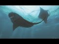 Diving in Palau (4K) - sharks, mantas, caves and the jellyfish lake!