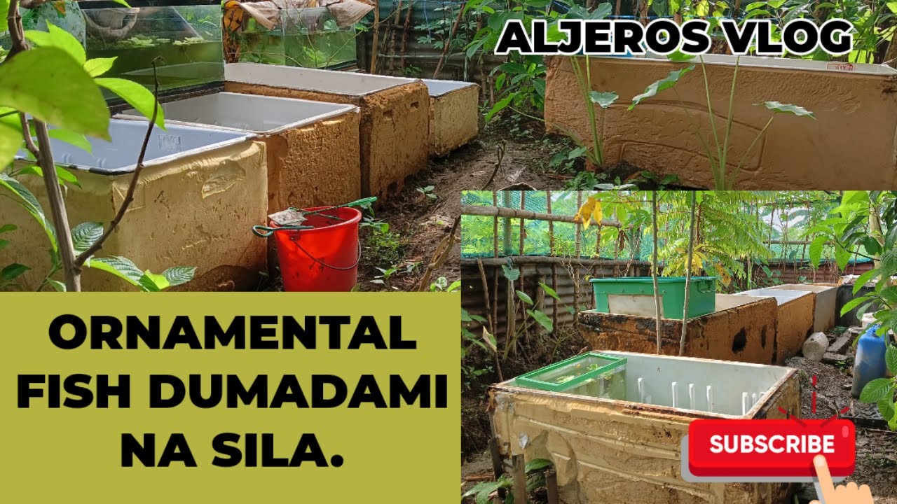 Ref Tub Fish ORNAMENTAL FISH DUMADAMI NA SILA /REF PWEDE GAWING FISH TUB. # ...
