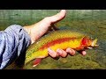 Catching BIG Golden Trout in Idaho! (Tenkara Fly Fishing)