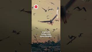 Başarı Kararlı Olmayı Gerektirir - Talha Bora Öge