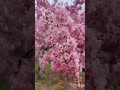 2024 Fushoushan Farm Thousand Cherry Blossom Garden 福壽山千櫻園 #福壽山農場 #sakura