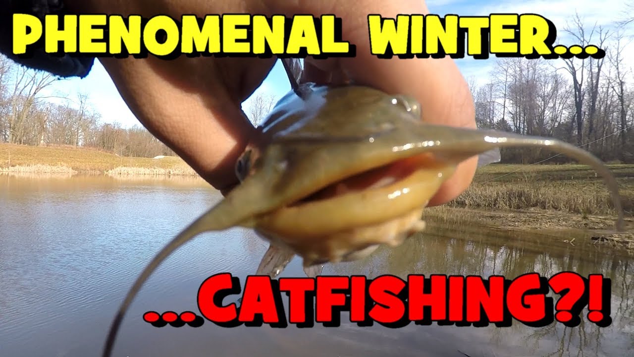 PHENOMENAL Winter CATFISHING?! One Fish EVERY 5 MINUTES! YouTube