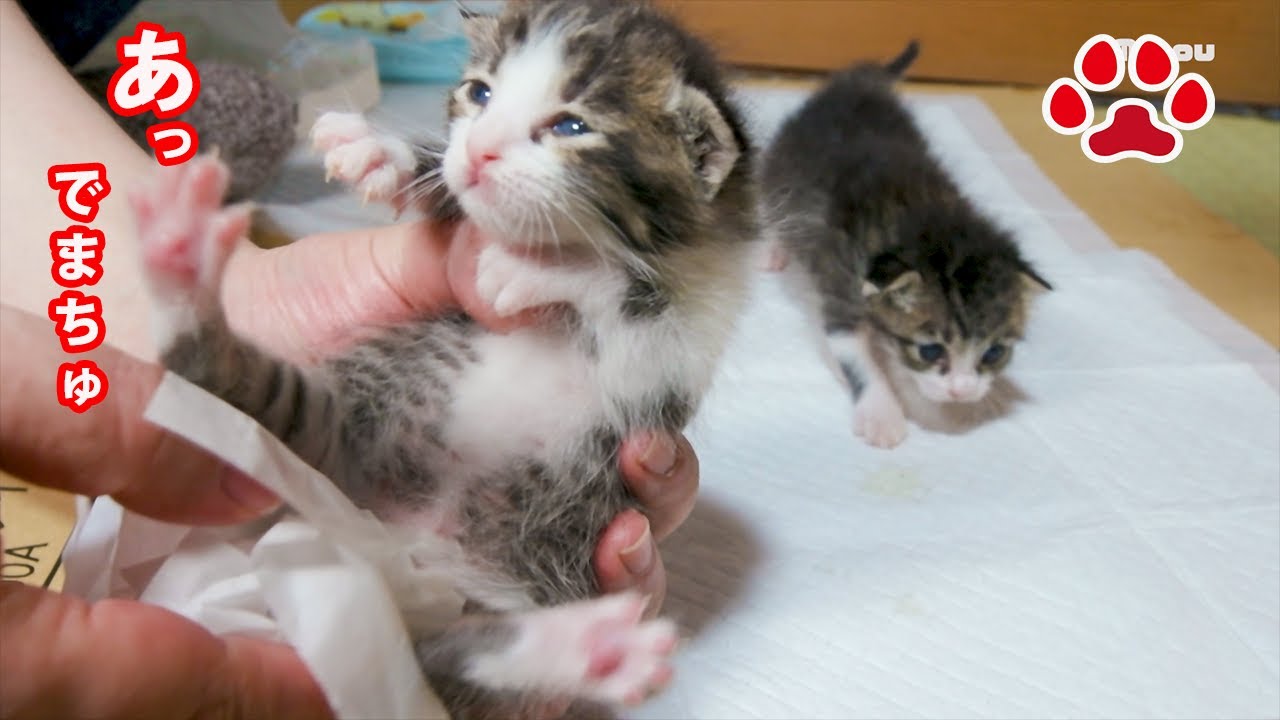 Новорожденный котенок писает очень мило [Aila ＆ Lucy].