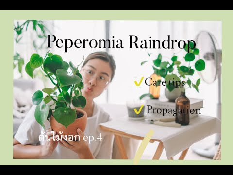 วีดีโอ: Peperomia เหี่ยวเฉา