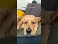 my dog #pets
