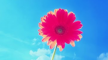 الربع الأول من سورة النمل مع القارئ ياسر سلامة