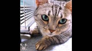 暖房の前から離れられない寒がり猫 #マンチカン #ジェネッタ #短足
