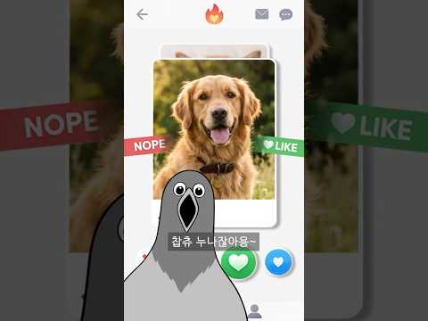 암컷 개들 얼평 조지는 비둘기