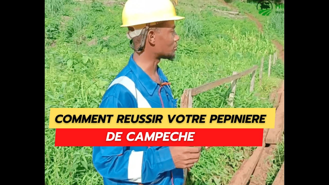 Comment reussir sa pepiniere de campeche - Phase de germination