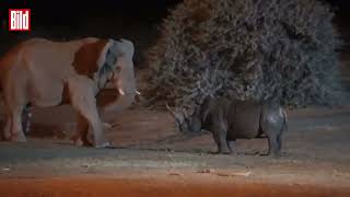 Gewaltige Stoßzahn Attacke! Elefant spießt ein Nashorn auf!