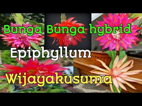 Video: Epiphyllum (69 Gambar): Merawat Phyllocactus Di Rumah. Mengapa Ia Dipanggil Kaktus Hutan? Ciri Pembiakan